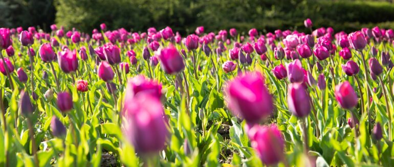 В Ужгороді розпочався сезон масового цвітіння