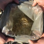 Зариблення фореллю: на Тячівщині заселили близько 855 екземплярів малька