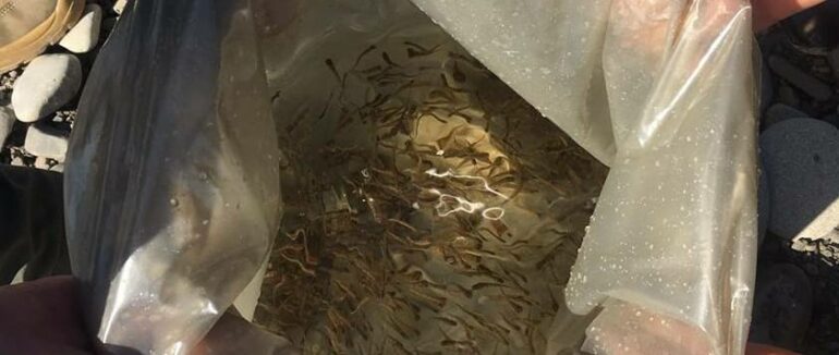 Зариблення фореллю: на Тячівщині заселили близько 855 екземплярів малька