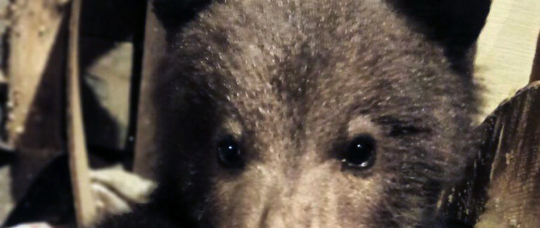 На Великдень на Закарпатті врятували маленьке ведмежа