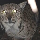 За допомогою телеметричного нашийника: на Закарпатті спостерігатимуть онлайн за життям рисі  (ФОТО)