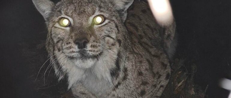 За допомогою телеметричного нашийника: на Закарпатті спостерігатимуть онлайн за життям рисі  (ФОТО)