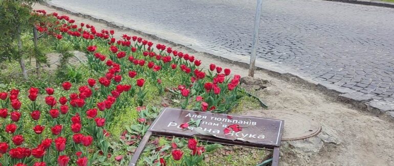 У Мукачеві пошкодили Алею тюльпанів пам’яті полеглого Романа Жука