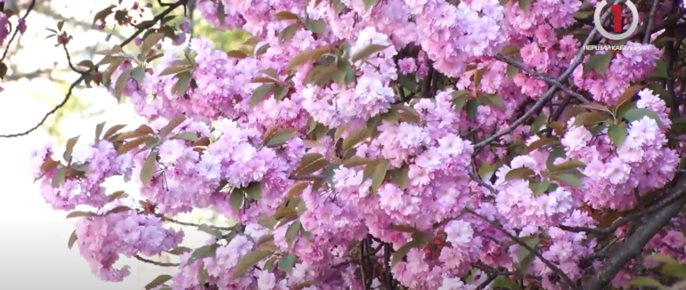 Сакурова лихоманка: японську вишню в Ужгороді не припиняють кадрувати (ВІДЕО)