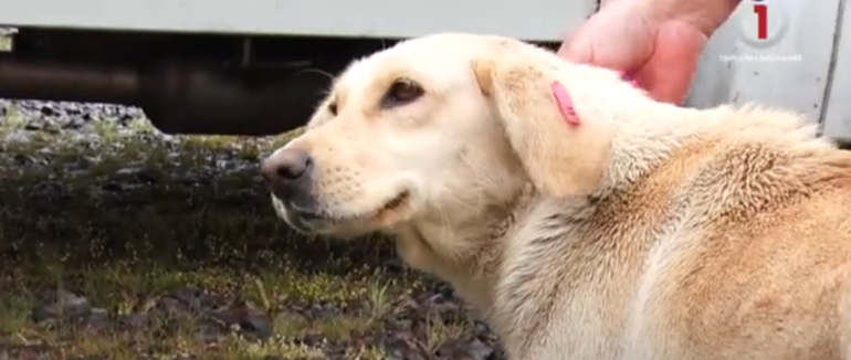 З Чехії на Схід України: чеський БФ «Улюбленці у важкій ситуації» доставили допомогу чотирилапим (ВІДЕО)