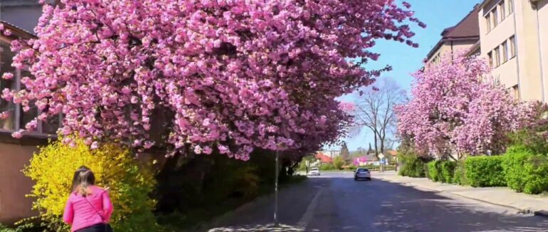 Волонтерський Сакура Фест відбудеться в Ужгороді