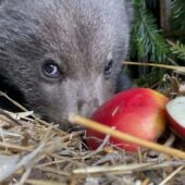 Доля ведмежати, яке приблукало до села на Закарпатті на Великдень (ВІДЕО)