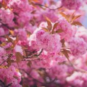 В Ужгороді найстаріша алея сакур за кілька днів вкриється цвітом