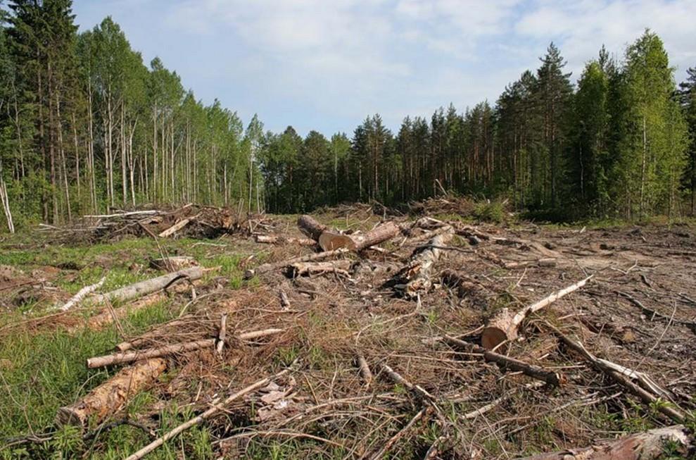 Збитки склали 1,1 млн грн: на Закарпатті прокуратура зібрала докази службової недбалості керівника лісництва