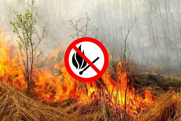У Закарпатті з початку року згоріло вже 31,59 га в екосистемах
