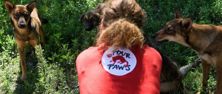 В Тячеві планують стерилізувати та вакцинувати проти сказу бездомних тварин