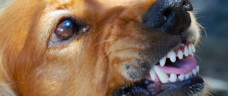 В Ужгороді виявили сказ у собаки