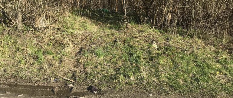 На Рахівщині знайшли вбиту вагітну оленицю, а рештки викинули біля річки – Соцмережі (ФОТО 18+)