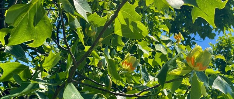 В Ужгороді починає квітнути тюльпанове дерево