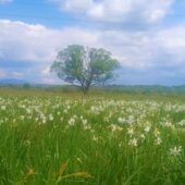 Долина нарцисів на Хустщині розквітла на 80%