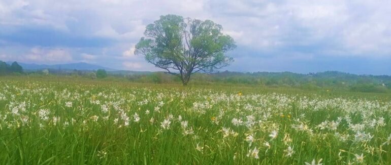 Долина нарцисів на Хустщині розквітла на 80%