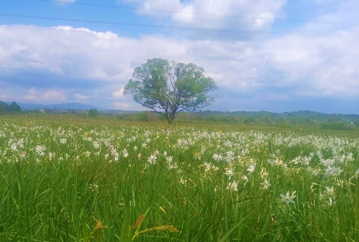 Долина нарцисів на Хустщині розквітла на 80%