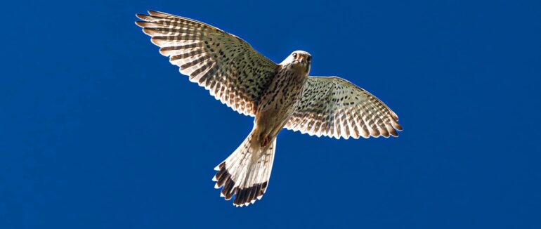 Соколи знову повернулись в Мукачівський замок