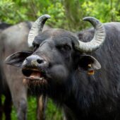 14 дорослих особин та одне маля: буйволи знову оселилися на Хустщині