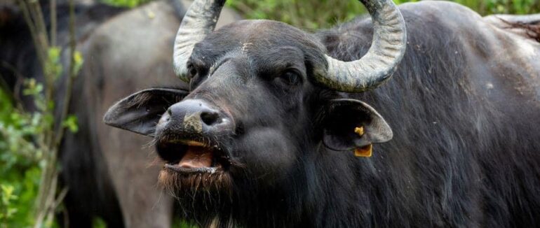 14 дорослих особин та одне маля: буйволи знову оселилися на Хустщині