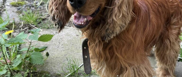 Шукають власника: у Мукачеві знайшли загубленого спаніеля