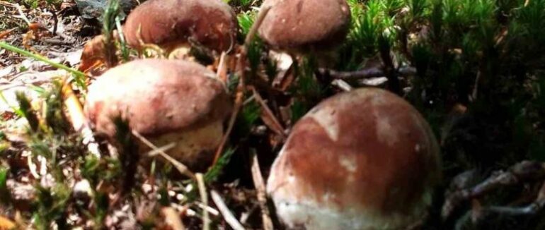 На Закарпатті розпочався сезон полювання на перші білі гриби