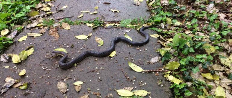 В Ужгороді виявили полоза, який занесений в Червону Книгу України
