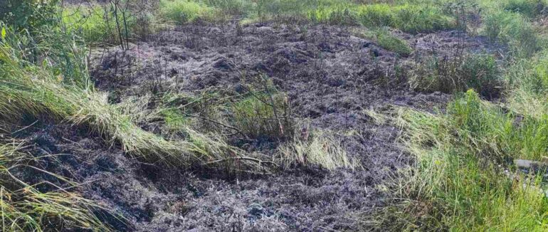 У Берегові рятувальники ліквідували загорання сухостою