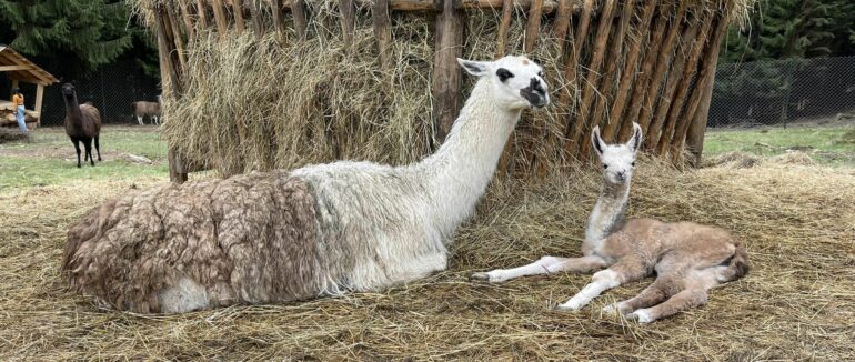 На Закарпатті у екопарку «Долина вовків» народилися лами