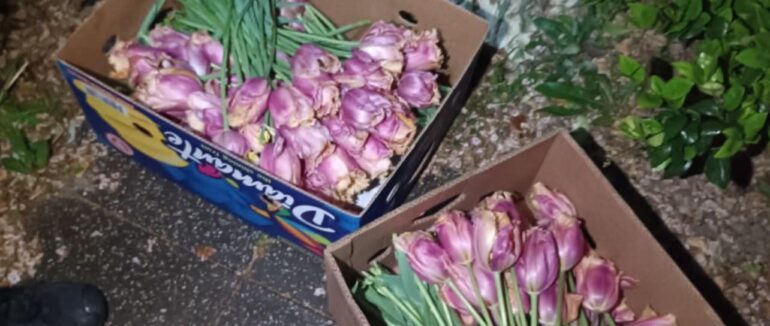 В Ужгороді чоловік зірвав тюльпани із міської клумби