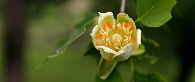 В Ужгороді розквітнуло тюльпанове дерево