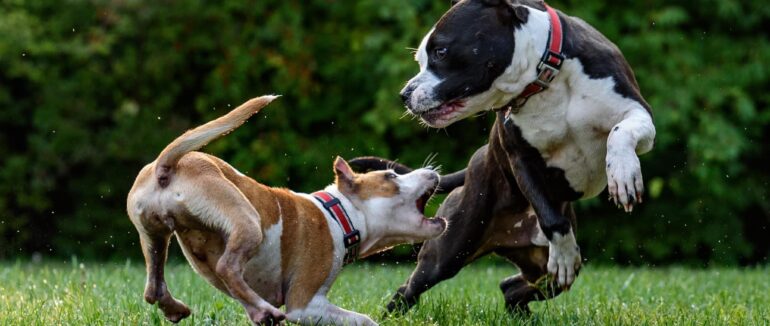 Черговий конфлікт в Ужгороді через порушення правил вигулювання собак