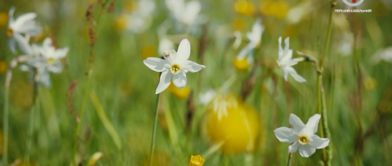 Долина нарцисів на Хустщині майже повністю розквітла (ВІДЕО)