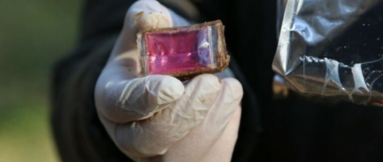 Вакцинація від сказу для диких тварин: на Закарпатті стартувала весняна кампанія з пероральної імунізації