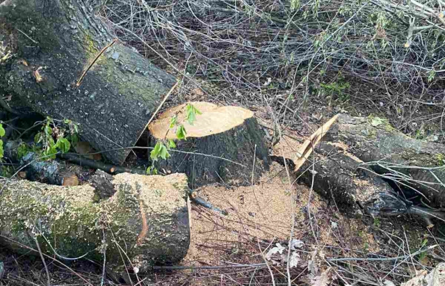 В Ужгороді фірма незаконно зрубала 350 дерев