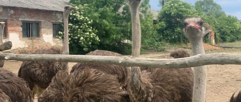 Африканські страуси живуть на Хустщині (ФОТО)