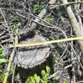 363 незаконно вирубаних дерева: працівники ДЕІ зафіксували порушення в заповіднику