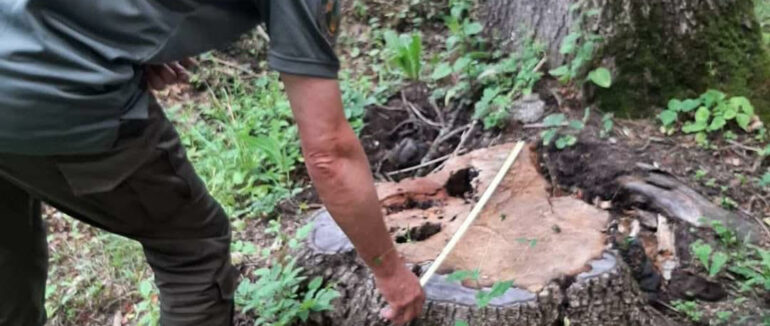 Мільйонні збитки: на Ужгородщині виявили незаконну рубку дерев