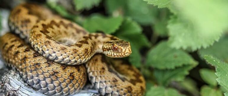 На Закарпатті вже зафіксували 2 випадки укусу гадюки