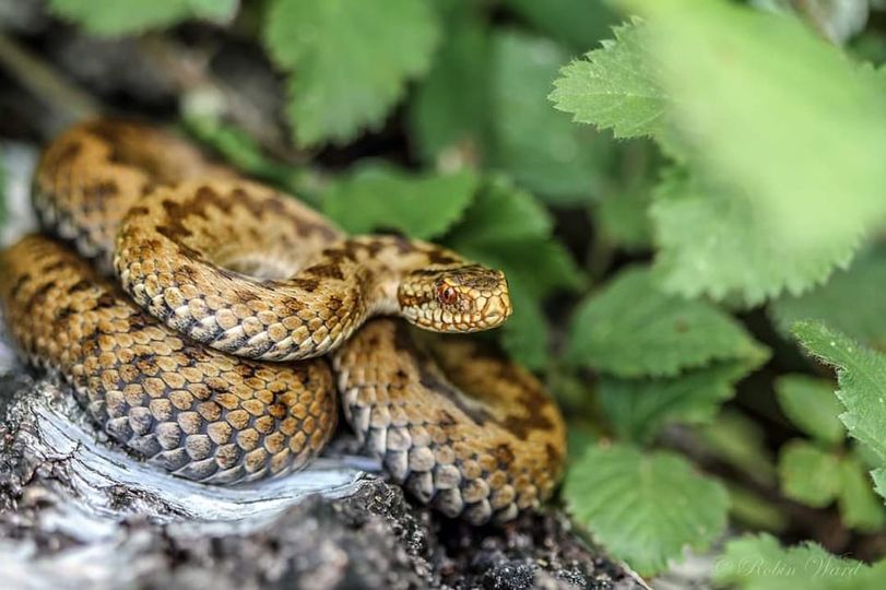 На Закарпатті вже зафіксували 2 випадки укусу гадюки