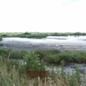 Масова загибель риби: на Мукачівщині екоінспекція досліджує причину мору (ВІДЕО)