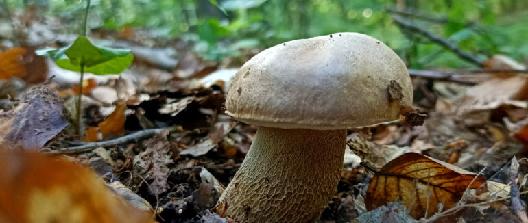 Закарпатці у соцмережі діляться світлинами знайдених білих грибів