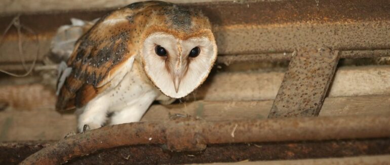 На Закарпатті запустили цілодобову трансляцію з гнізда родини сипух (ВІДЕО)