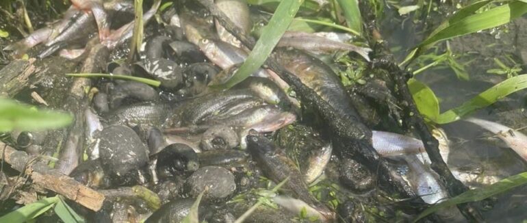 На Мукачівщині виявили масову загибель риби