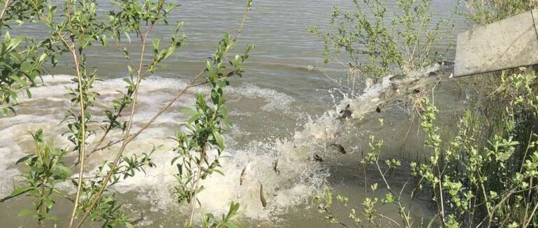 У водоймах Закарпаття оселилося десятки тисяч мальків риб