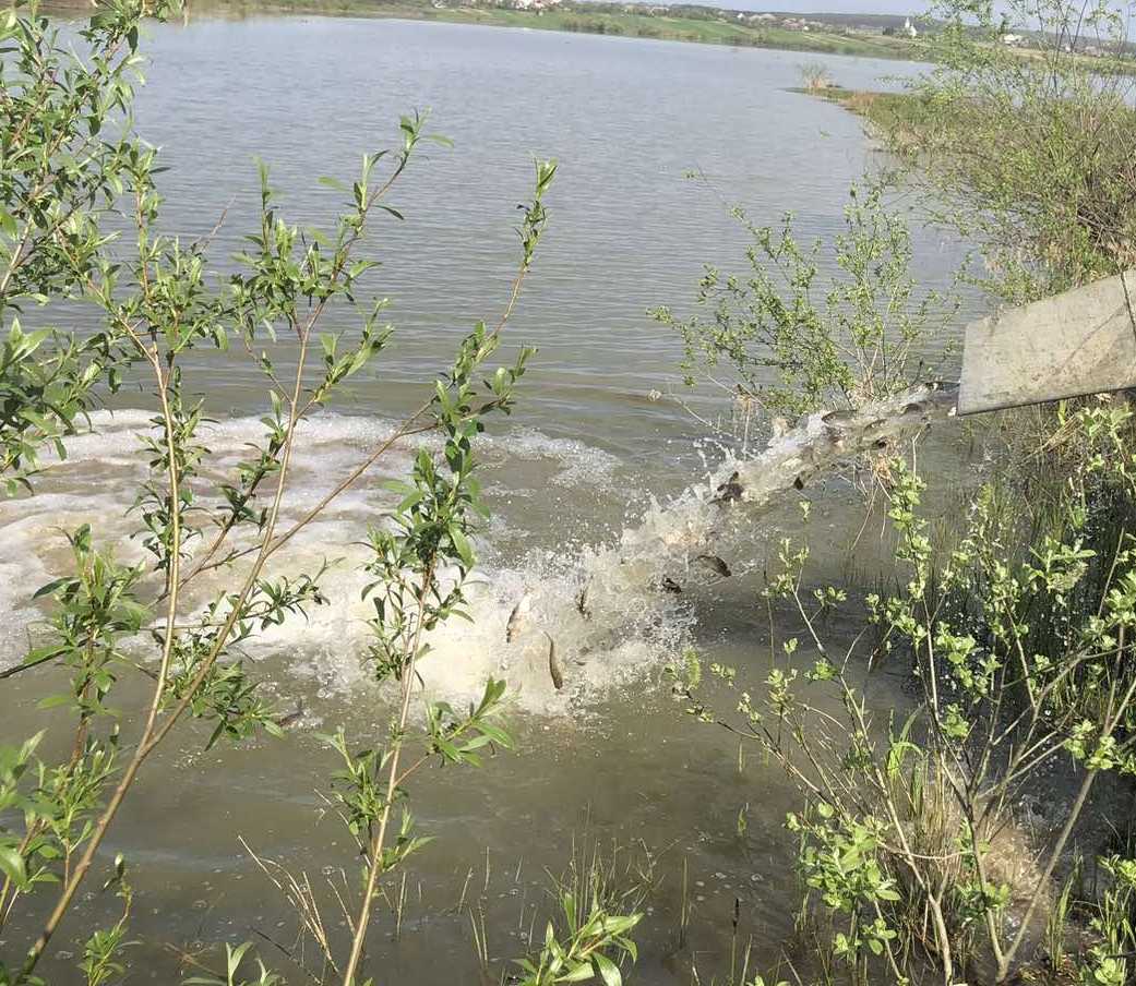 У водоймах Закарпаття оселилося десятки тисяч мальків риб