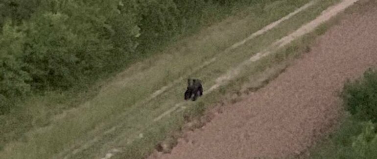 На території Берегівського району зафіксували ведмедя