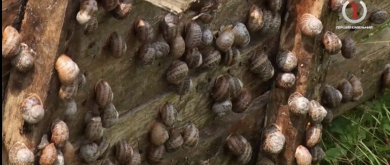 Родзинка області: на Хустщині вже більше 5 років вирощують равликів (ВІДЕО)