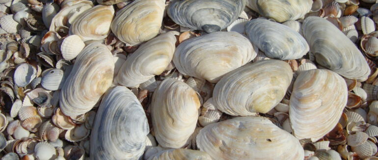 В Ужгороді 7-річна дівчинка передала на ЗСУ кошти, які зібрала, продаючи мушлі