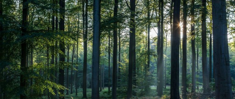 Під час прогулянки в лісі на Мукачівщині заблукали двоє людей